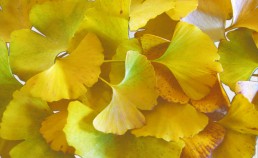 イチョウ葉　効果